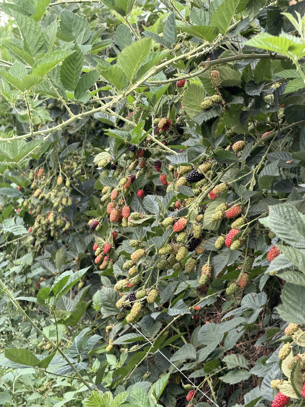 Cultivo de berries Naturally