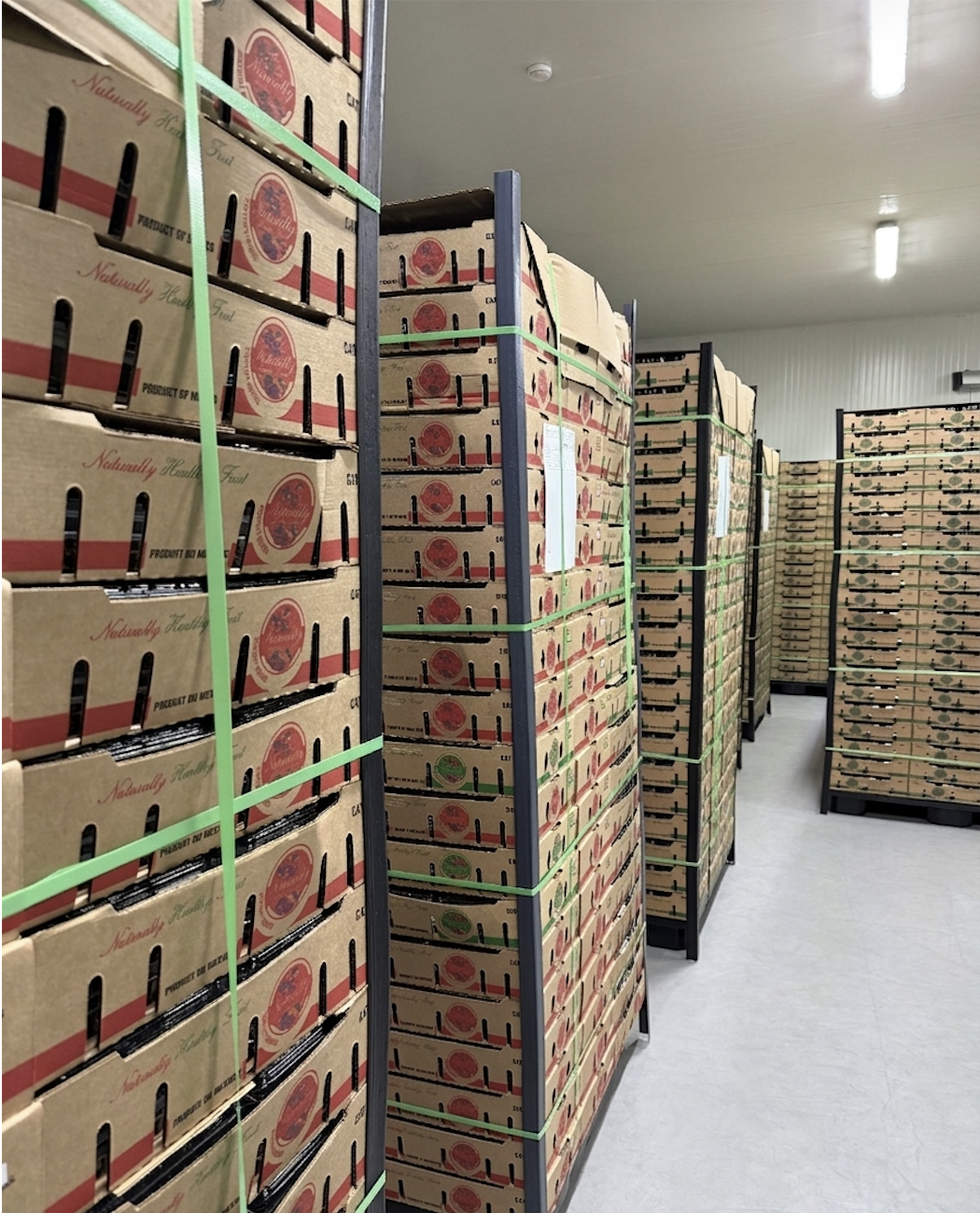 Cajas de zarzamoras Naturally en almacén