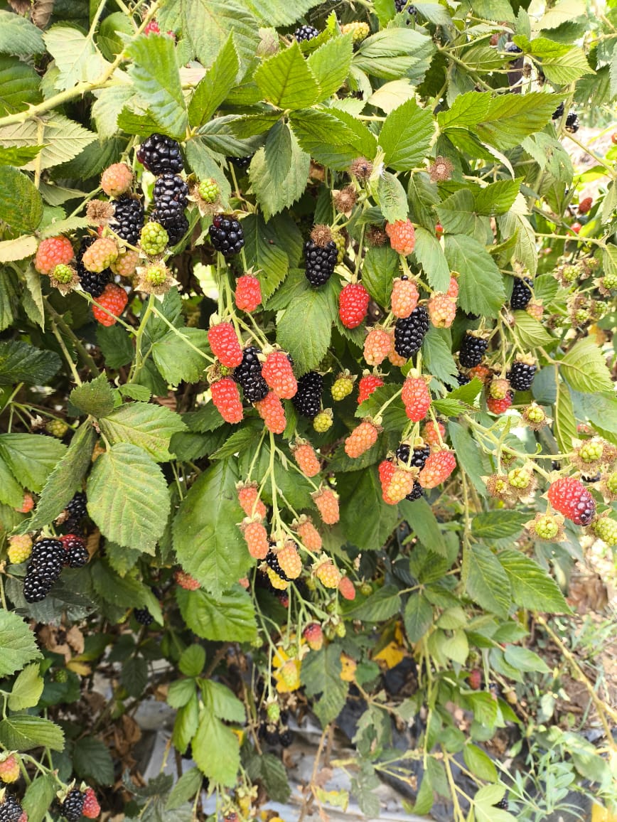 Zarzamora variedad Little Fey